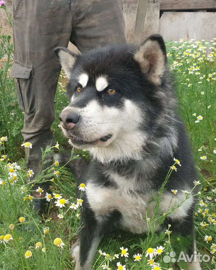 Аляскинский маламут, метис, сука