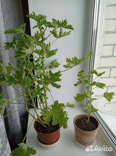 Герань душистая