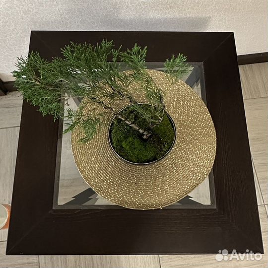 Бонсай из можжевельника