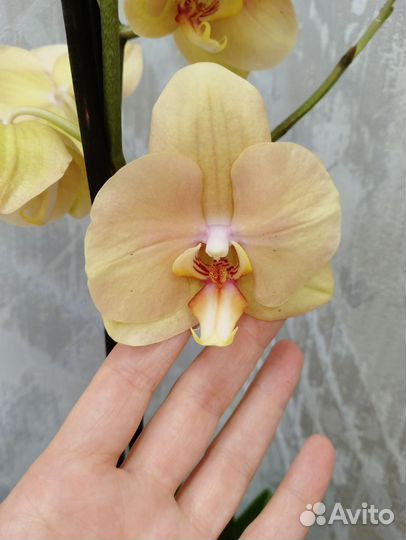 Орхидея Карина (Африканский закат)слабые корни