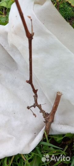 Саженцы винограда, Супага, Зилга, Кодрянка