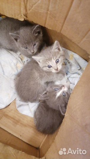 Отдадим котяток