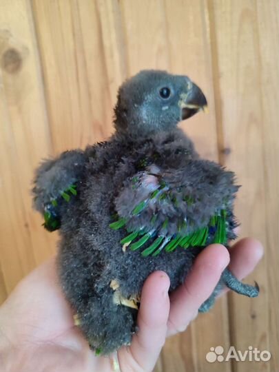 Птенцы выкормыши крупных и средних попугаев