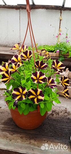 Рассада цветов в кашпо