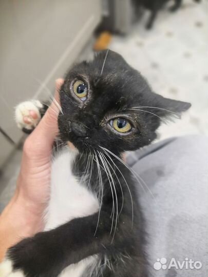 Котенок мальчик