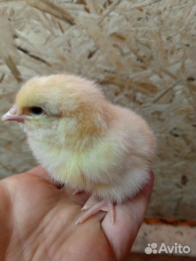 Цыплята бройлеры
