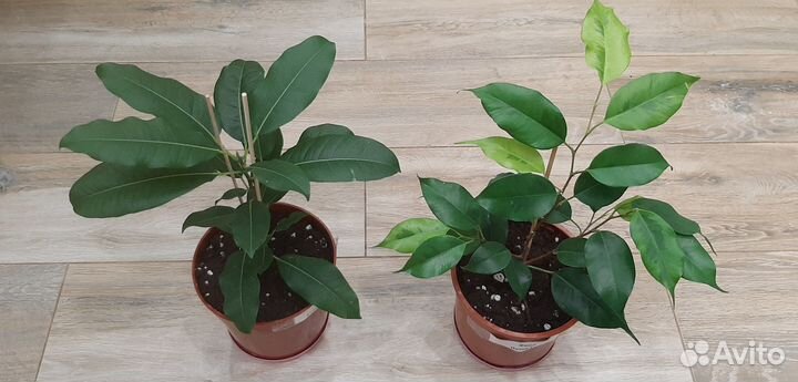 Фикусы 2