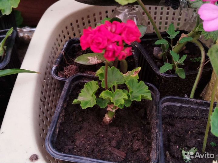 Пеларгонии