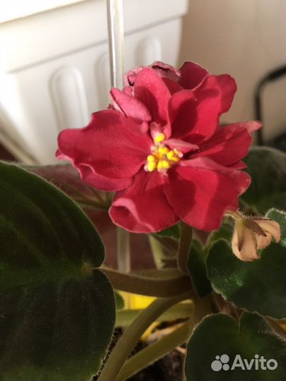 Цветок комнатный