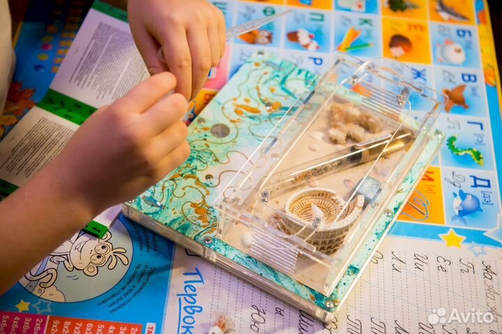 Формикарий/ Подарок для ребенка/ Муравьиная ферма