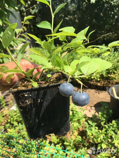 Голубика садовая саженцы