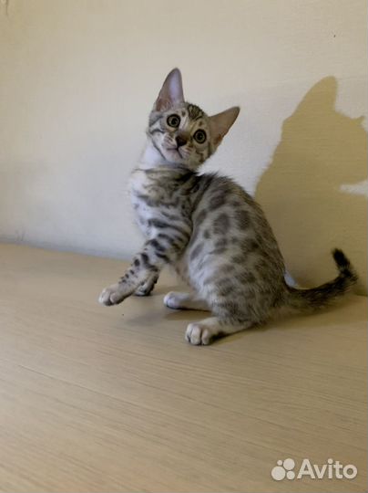 Бенгальские котята