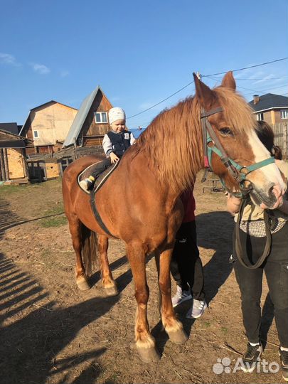 Конные прогулки/обучение/подарочные сертификаты