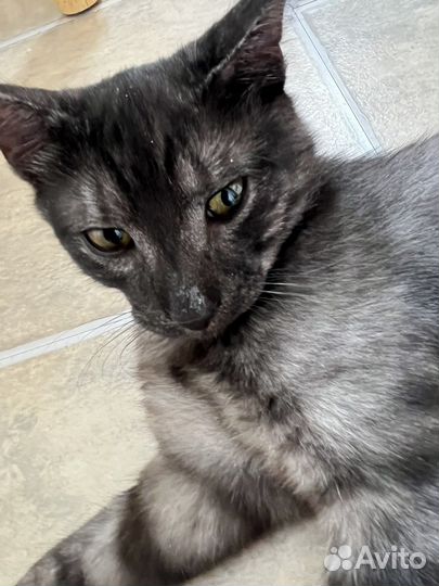 Котенок бархатный