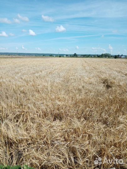 Зерно ячмень