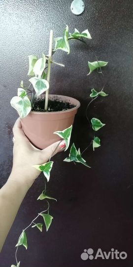 Крупноязычковый крестовник