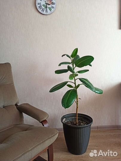 Фикус большой