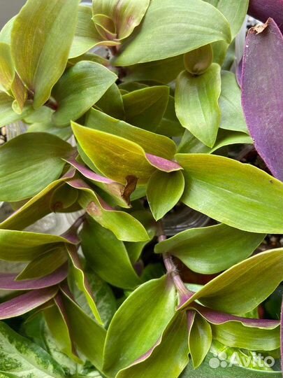 Pallida Bimbo, традисканция Радужный Холм, Рео