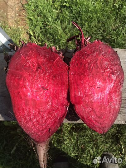 Свёкла свежый урожай