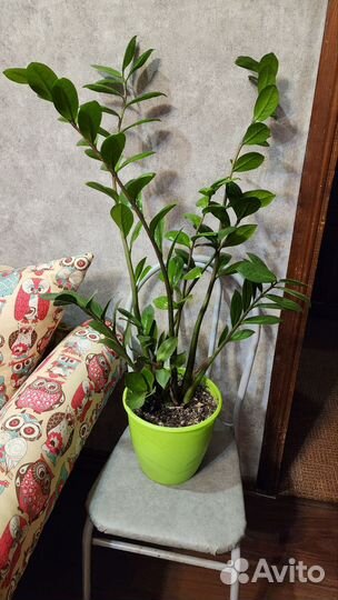 Растения, цветы, Замиокулькас, долларовое дерево