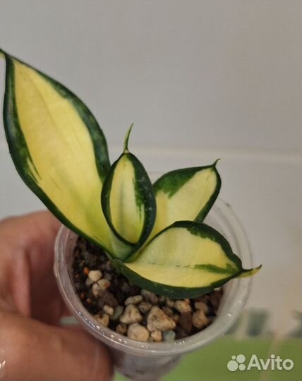 Сансевиерия Солид Голд