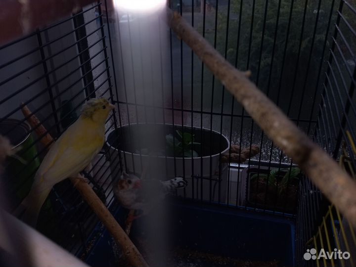 Кенара и канарейки