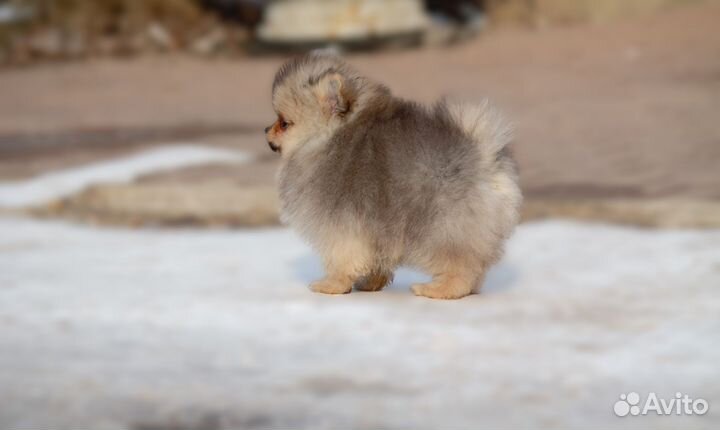 Померанский шпиц мальчик