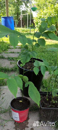 Саженцы маньчжурского ореха