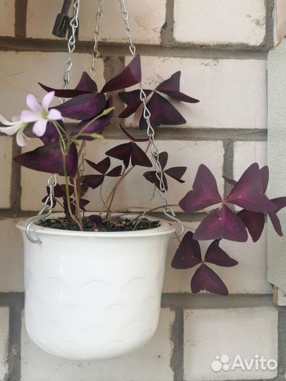 Кислица оксалис