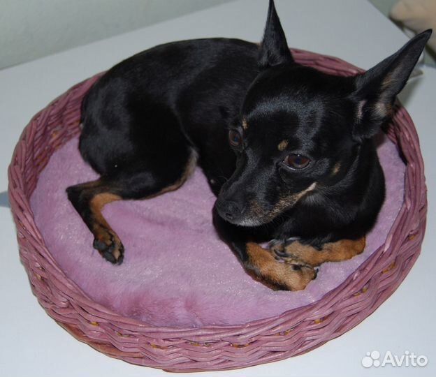 Изготавливаем аксессуары для питомцев