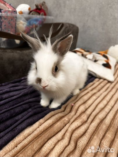 Декоративные кролики