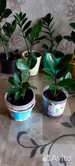 Замиуколькус(доллоровое дерево)