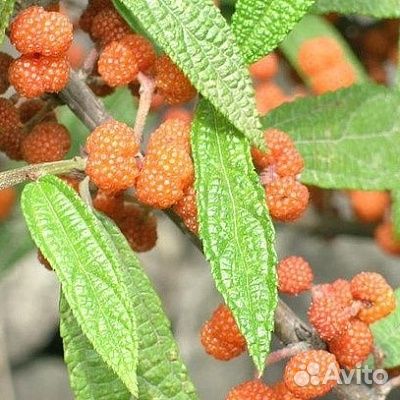 Дебрегеасия съедобная