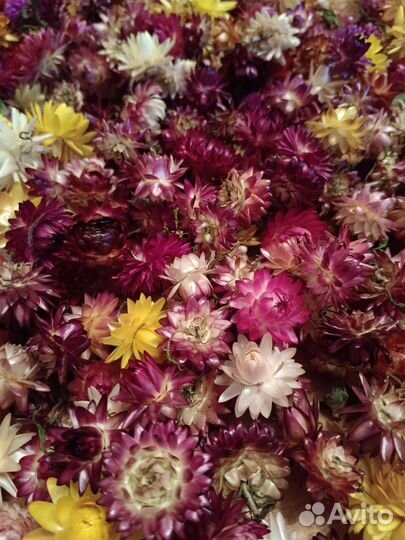 Сухоцветы гелихризум