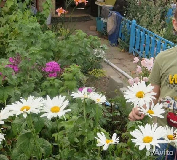 Ромашка крупная