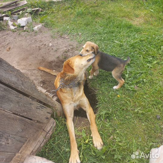 Щенки русской гончей. Вологодская область