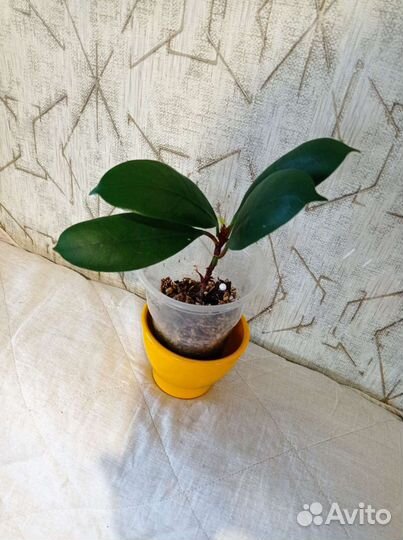 Продам цветы комнатные