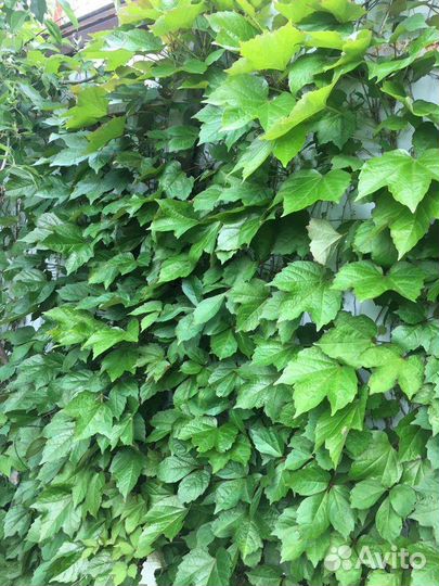 Растения для сада