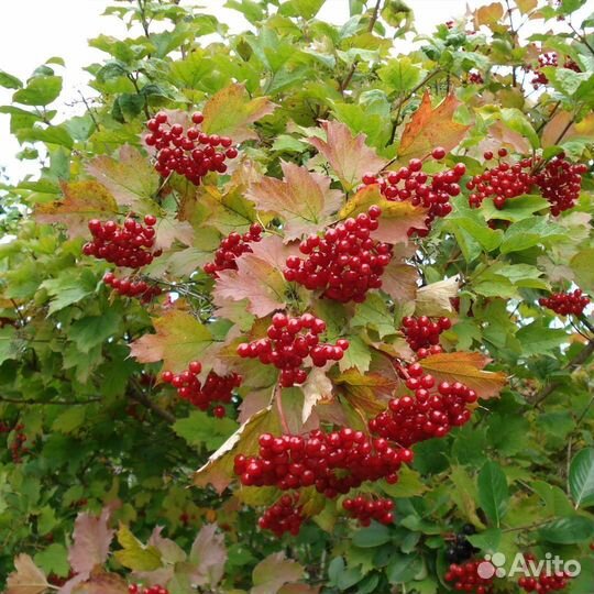 Калина саженцы