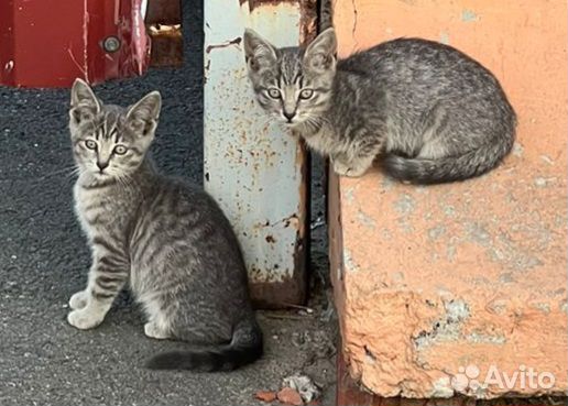 Котята в добрые,заботливые руки