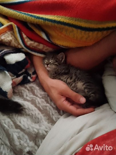 Шотландская