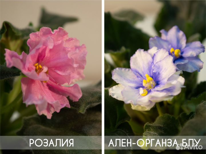 Сортовые фиалки