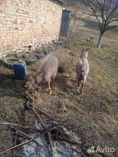 Коза ламанча