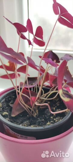 Кислица /бабочка/баттерфляй