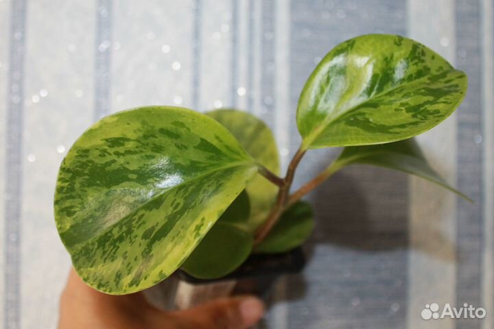 Комнатные растения обновлено