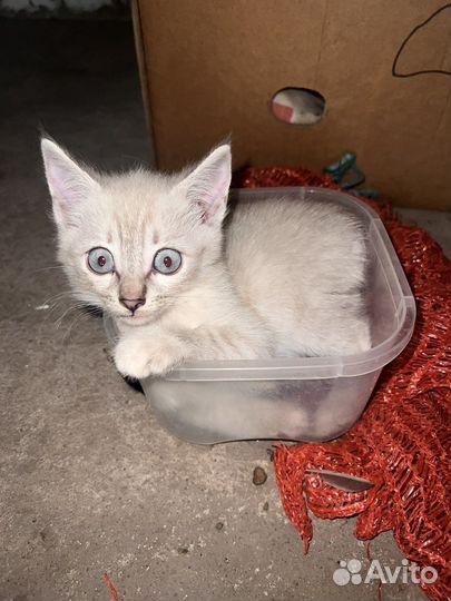 Кошки в добрые руки