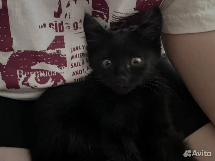 Котенок мальчик в добрые руки