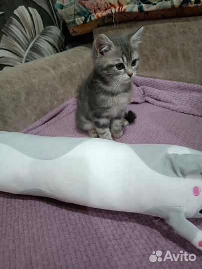 Шотландская