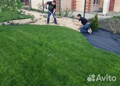 Укладка Рулонного газона