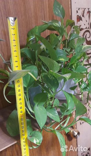 Сциндапсус золотистый (эпипремнум ауреум)